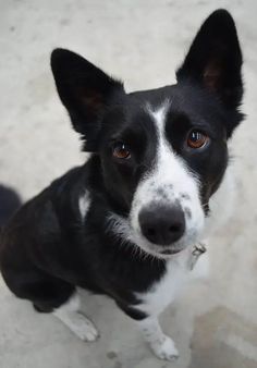 a black and white dog sitting on the ground