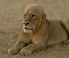 a large lion laying on top of a dry grass field
