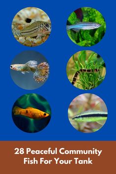 the book cover for 28 peaceful community fish for your tank, featuring different types of fish