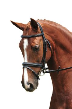 a brown horse wearing a bridle on it's head