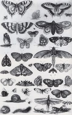moths and other insects are shown in this antique illustration from the book, insect identification