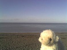 a white teddy bear sitting on top of a sandy beach next to the ocean,