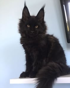 a black cat sitting on top of a white shelf