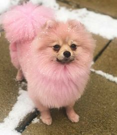 a small dog with pink fur on it's head standing in the snow and looking at the camera
