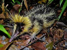 an animal that is walking on some dirt and leaves in the grass, with its head turned to the side