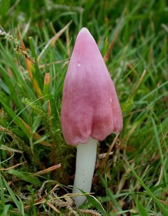 a small pink mushroom sitting in the grass