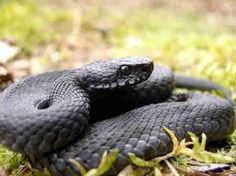 two black snakes are laying on the ground in the grass and one is curled up