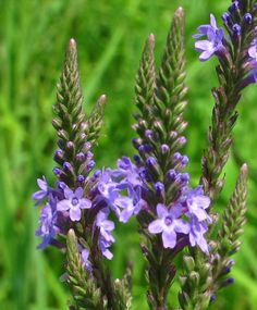 some purple flowers are growing in the grass
