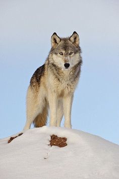 a wolf standing on top of a snow covered hill
