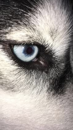an animal's eye is shown in this close up photo with blue and white fur