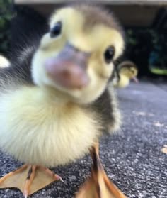 a baby duck standing on top of a cement ground next to an orange banana peel