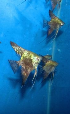 four fish are swimming in the water together