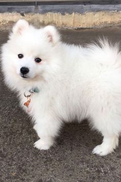 a small white dog standing on top of a sidewalk