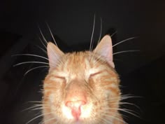 an orange cat with its eyes closed and it's head turned to the side