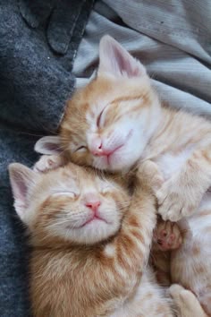 two orange kittens cuddle together on top of each other