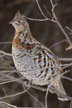 a brown and white bird sitting on top of a tree branch