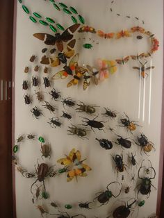 an insect display is displayed on the wall