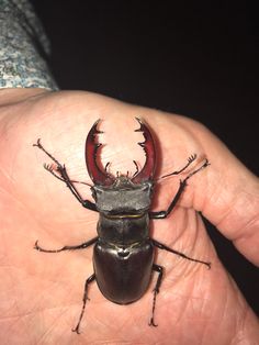 a close up of a person's hand with a beetle on their thumb and an insect in the middle