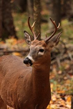 a deer with antlers standing in the woods