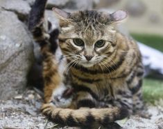 a cat is sitting on the ground next to a rock and looking at the camera