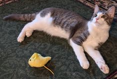 a gray and white cat laying on the floor next to a yellow toy ducky