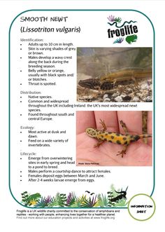 an information card with pictures of lizards and other animals