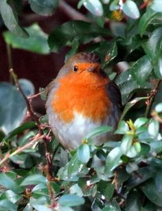 a small bird sitting on top of a leafy tree next to green leaves and branches