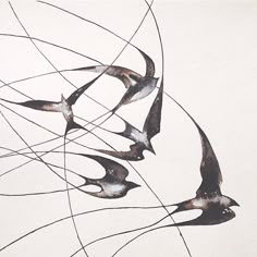 four birds are flying in the air with their beaks extended and one is upside down