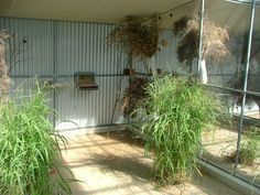 some plants are growing in the corner of a building with metal walls and windows behind them