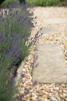 a stone path with lavender plants and gravel