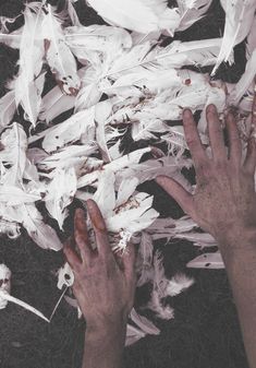 two hands reaching for feathers on the ground