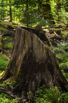 a tree stump in the middle of a forest