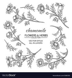 flowers and herbs in the shape of a circle