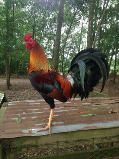 a rooster standing on top of a wooden platform