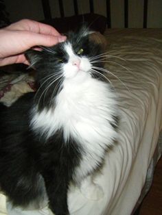 a black and white cat sitting on top of a bed next to someone's hand