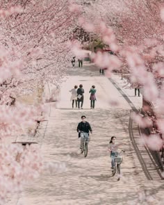 two people riding bicycles down a path lined with cherry blossom trees