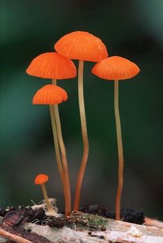 small orange mushrooms growing out of the ground