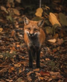a red fox standing on top of leaf covered ground