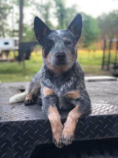 a dog sitting on the back of a truck