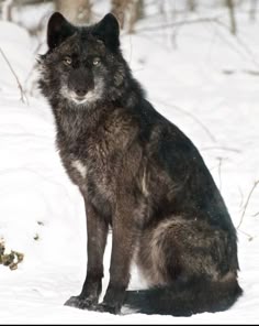 a wolf sitting in the snow looking at the camera