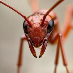 a close up view of an insect's head