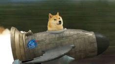 a doge is sitting on top of an airplane