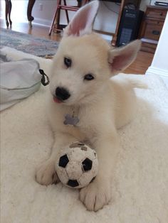 a small white dog laying on top of a bed with a soccer ball in it's mouth