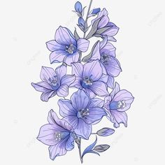 purple flowers on a white background with the words,'i am not sure what this is