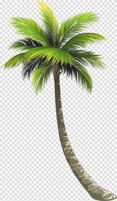 a palm tree on a white background with clippings for the bottom right corner