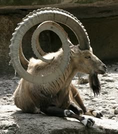 an animal with large horns sitting on the ground