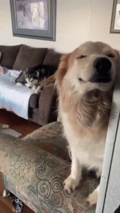 a dog sitting on top of a couch next to a cat