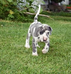a gray and white puppy walking across a lush green field