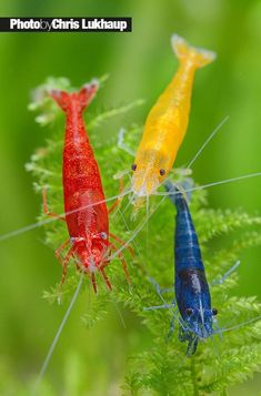 two colorful fish are sitting on some green plants