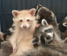a group of raccoons sitting on top of each other